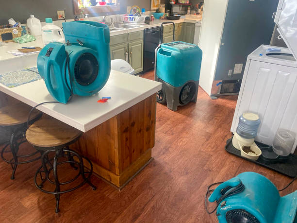 Best Mold removal after water damage  in Inverness Highlands North, FL