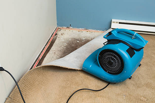 Best Carpet water damage restoration  in Inverness Highlands North, FL